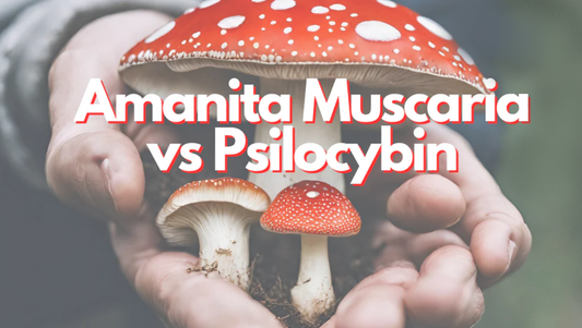 Amanita Muscaria vs. Psychedelic Mushrooms (Psilocybin): What’s the Difference?