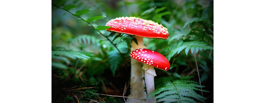 Does your body naturally contain many active fungi chemicals just like Amanita Muscaria?